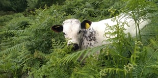 Ancient Welsh cows help return endangered bird species to RSPB reserve