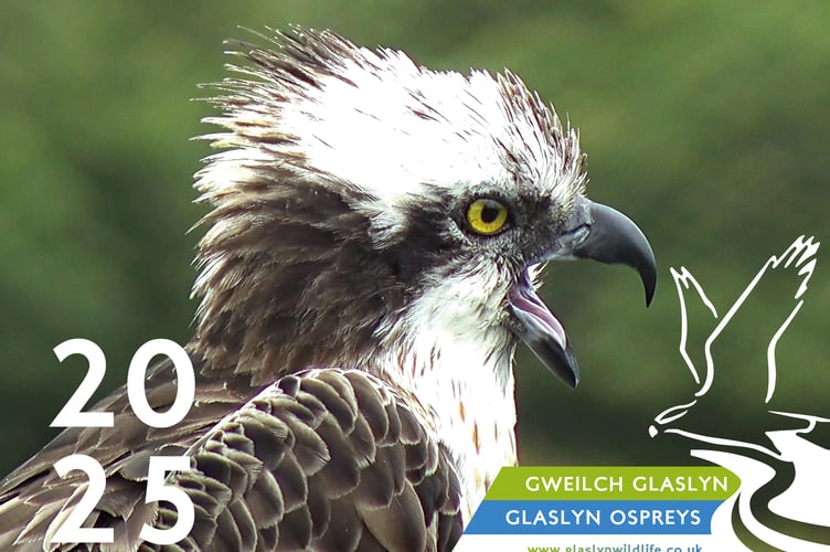 The cover of the Glaslyn Ospreys 2025 calendar