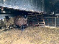 Suspended jail terms for sheep neglect