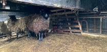 Suspended jail terms for sheep neglect