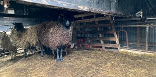 Suspended jail terms for sheep neglect