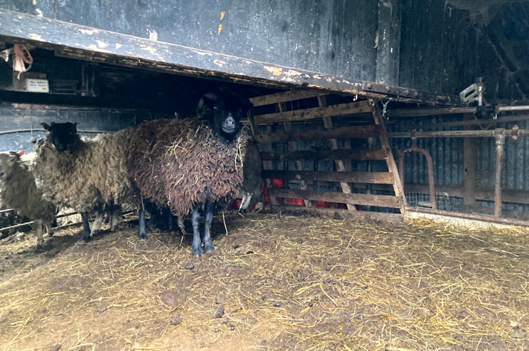 One of the sheep sheds at Alltmai Farm