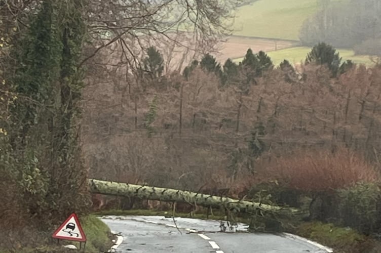 A fallen tree blocks the A487 near Bow Street