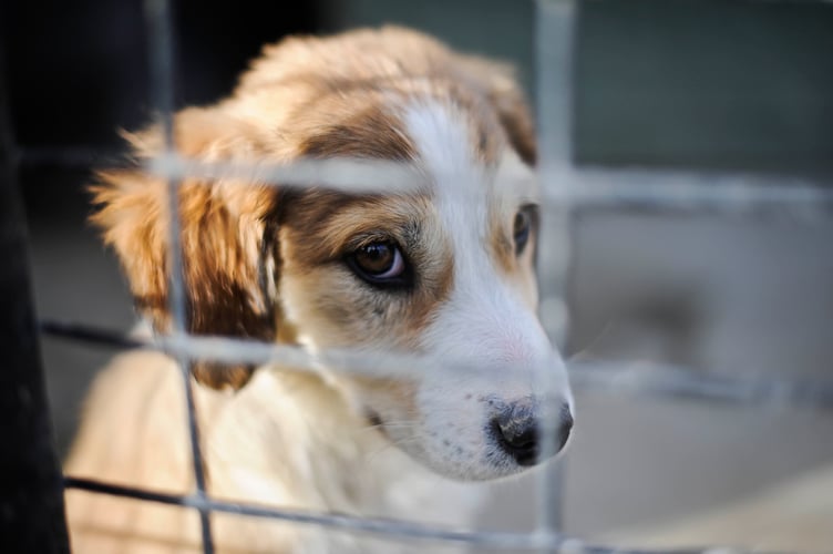 Undated file photo of a puppy. Pet shops are to be banned from selling kittens and puppies by the Government in a crackdown aimed at stopping puppy farming.