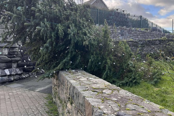 Maggs Hills took this picture on Sunday of the toppled over Christmas tree at the church garden on Barmouth harbour