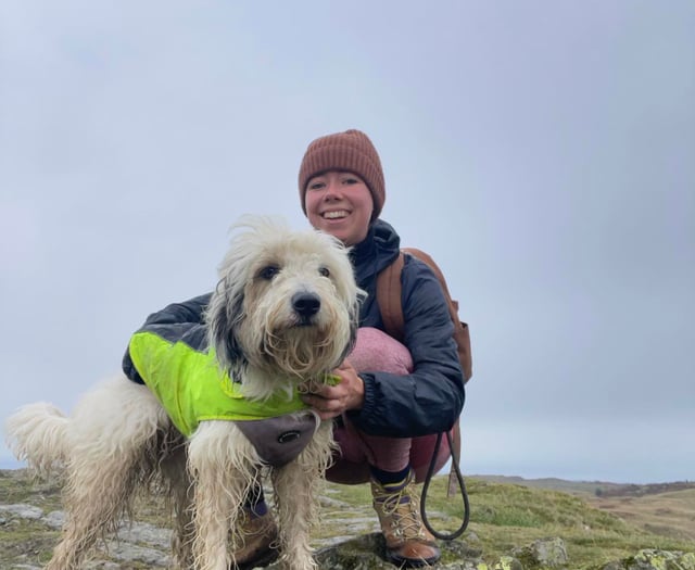 Therapy dog will spread Christmas cheer in Tywyn