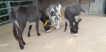 Rescued donkeys in 'better health' and moved into new home