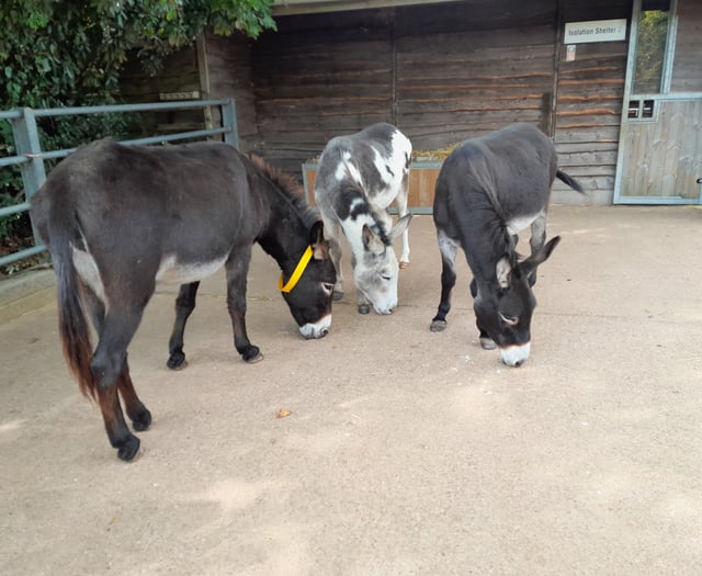 Rescued donkeys in 'better health' and moved into new home