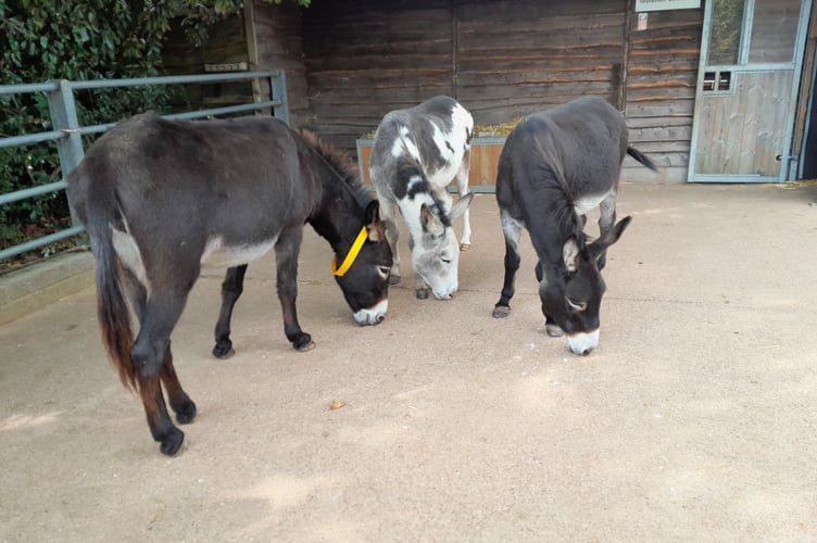 Three of the rescued donkeys in their new home