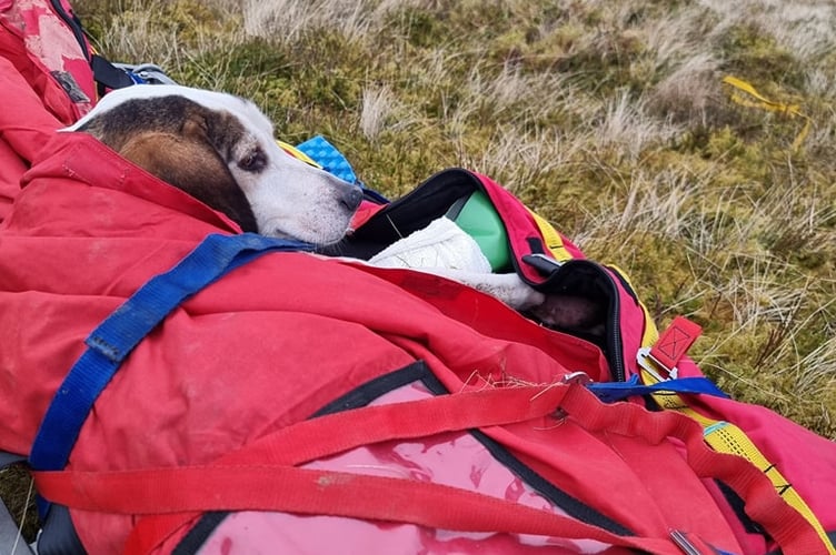 Aberdyfi Search & Rescue image of the dog they rescued