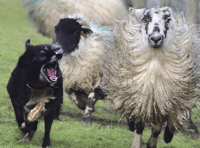 Plea to keep dogs on leads this lambing season