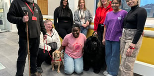 Pet dogs patient therapy for nursing students