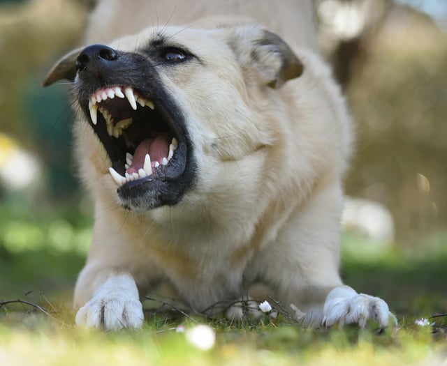 Police spending £104k a year putting dangerous dogs in kennels