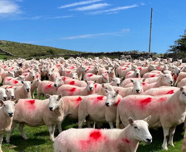 NFU Cymru calls on NRW to reverse sheep dip permit decision