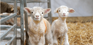 Pregnant women warning in lambing season