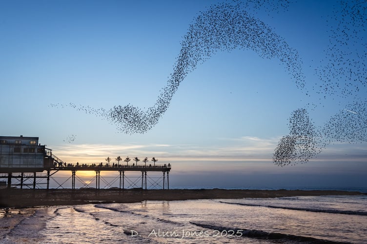 Murmurations