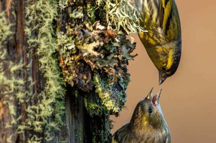 Nant yr Arian Siskins