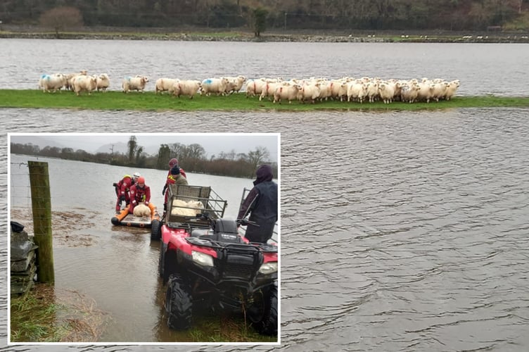 When sheep became trapped by rising floodwater, Aberglaslyn went to their aid. Photos: Aberglaslyn Mountain Rescue Team