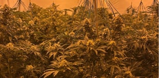 Police appeal for community help in bid to fight cannabis growers 