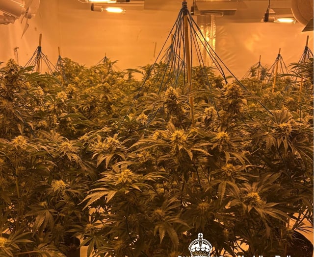 Police appeal for community help in bid to fight cannabis growers 