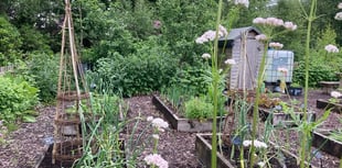 Community scheme awarded £100k for vegetable project