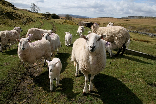 Sheep on hill