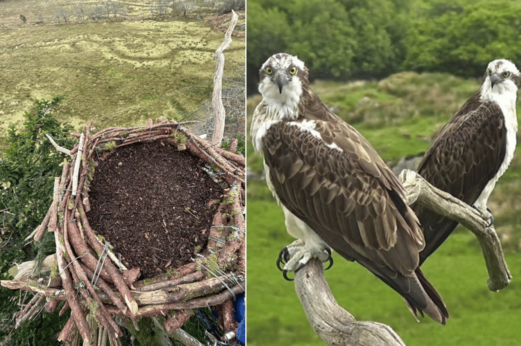 The new nest, left, is waiting for Aran and Elen. Nest photo: Darren Moore